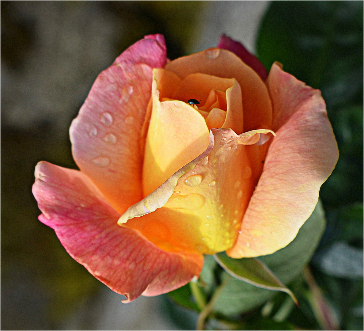 rose de mon jardin