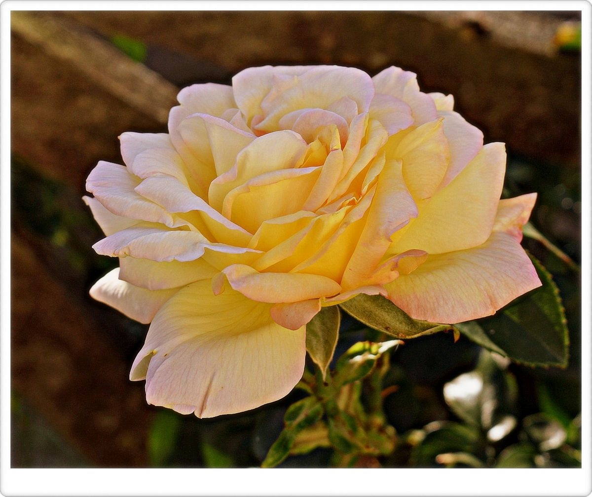 rose de mon jardin