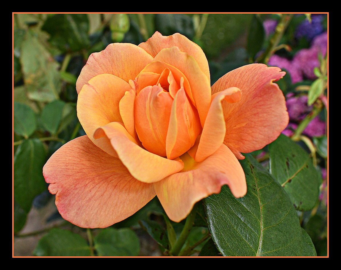 Rose De Mon Jardin Photo Et Image Fleurs Fleurs Nature Images