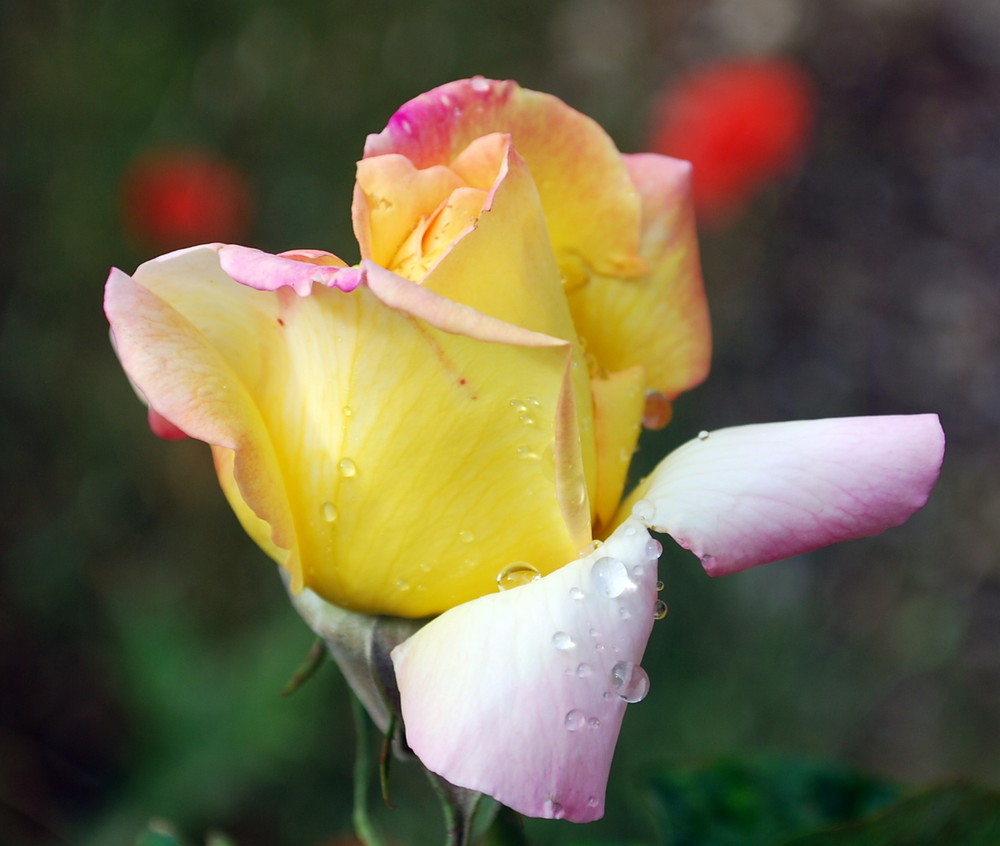 rose de mon jardin quand le soleil est de retour