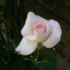 rose de mon petit jardin