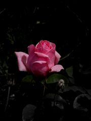 ROSE DE MON VERGER