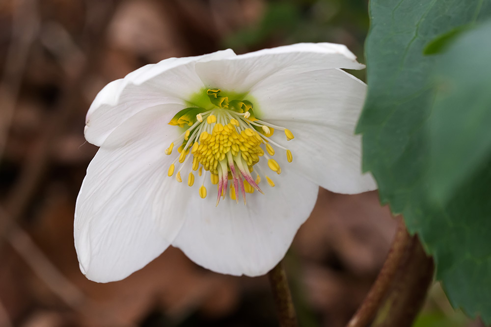 Rose de Noël (Hellébore)