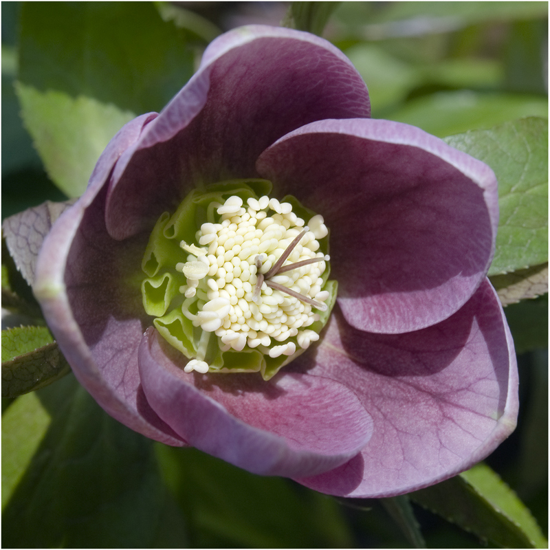 Rose de Noël (Hellébore)