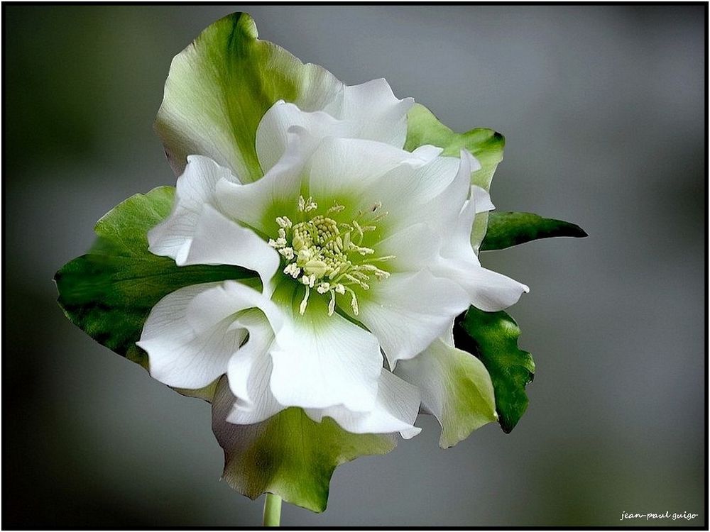 rose de noêl photo et image  nature, macro, fleurs Images fotocommunity