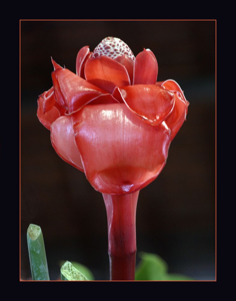 Rose de porcelaine - Fackel Ingwer Blume (Etlingera Elatior)