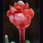 Rose de porcelaine - Fackel Ingwer Blume (Etlingera Elatior)