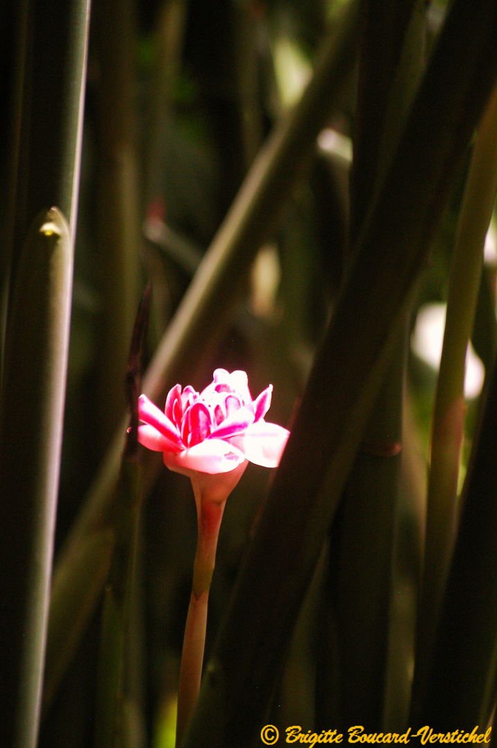 Rose de porcelaine, parc de Coluche, Guadeloupe