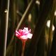 Rose de porcelaine, parc de Coluche, Guadeloupe