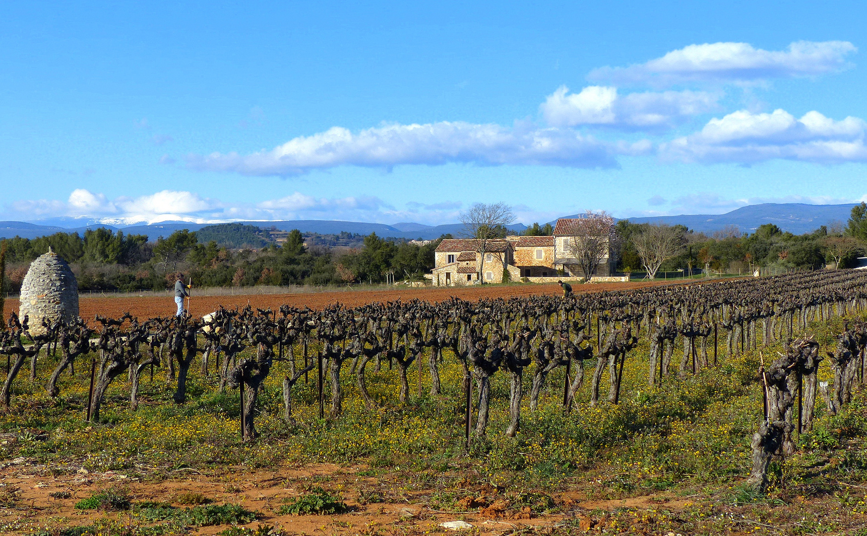 Rosé de Provence