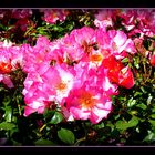 ROSE - DE - RAMBURES - 2 -