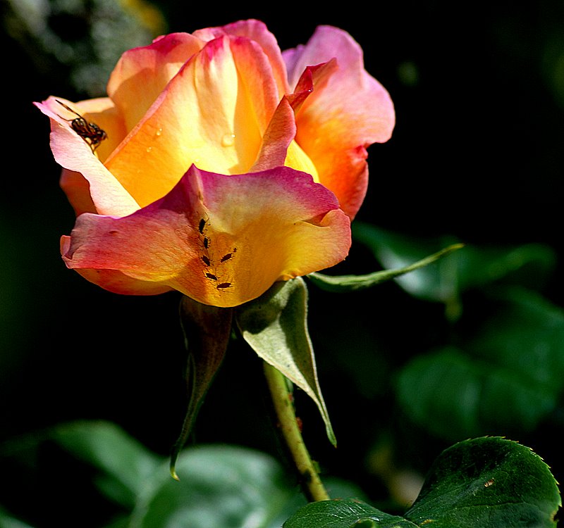 Rose de Sainte Odile .