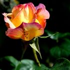 Rose de Sainte Odile .