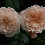 Rose de Tolbiac -