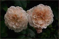 Rose de Tolbiac -