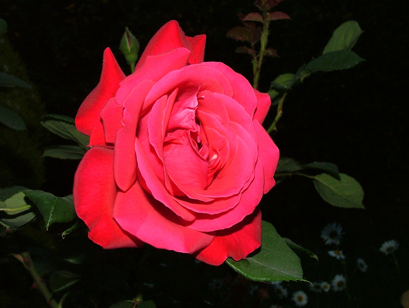rose de velours