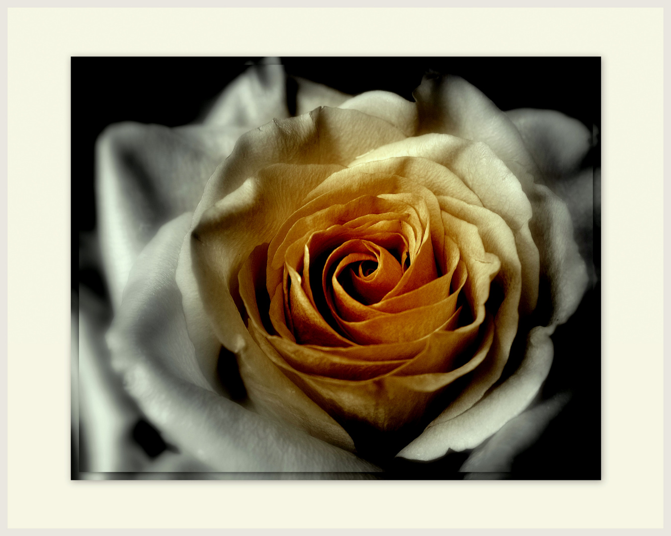 ~Rose~