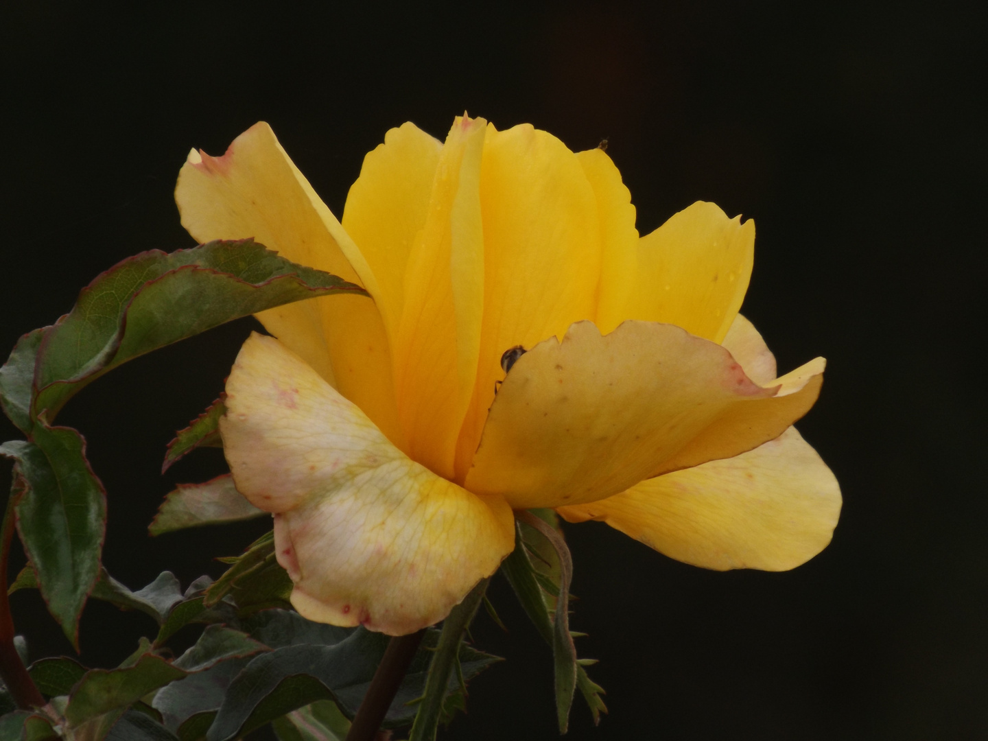 rose déchue...