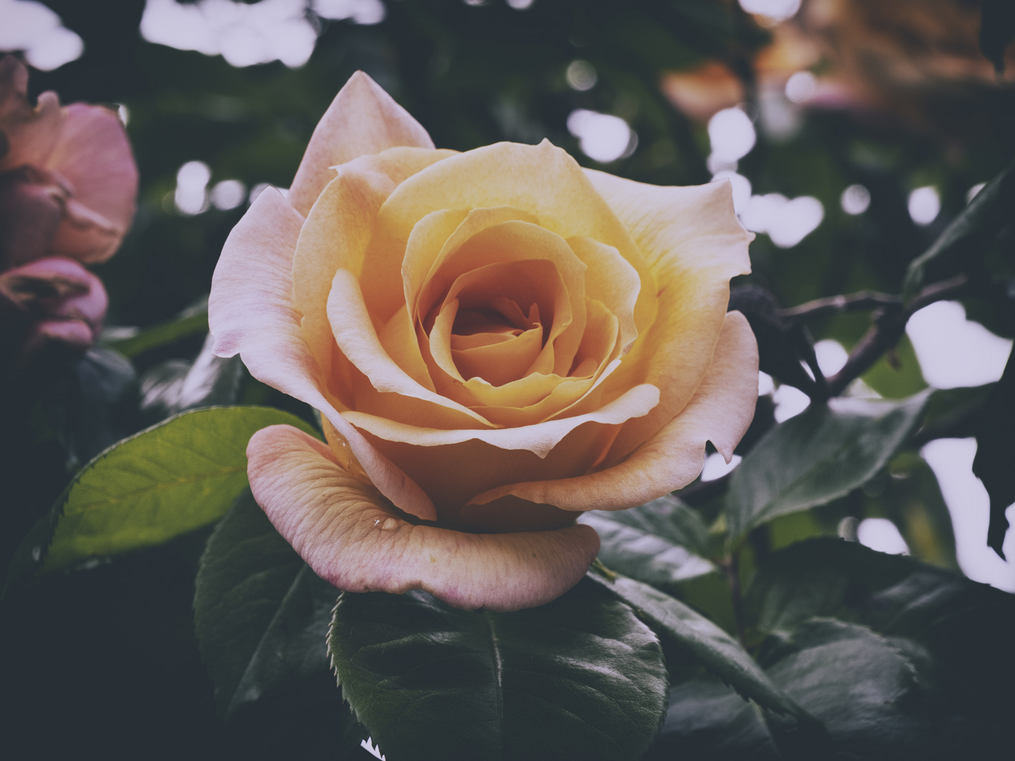 Rose del giardino di casa