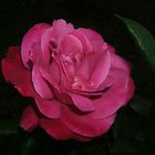 Rose del mio giardino 3