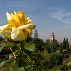 Rose der Alhambra