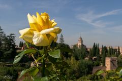 Rose der Alhambra