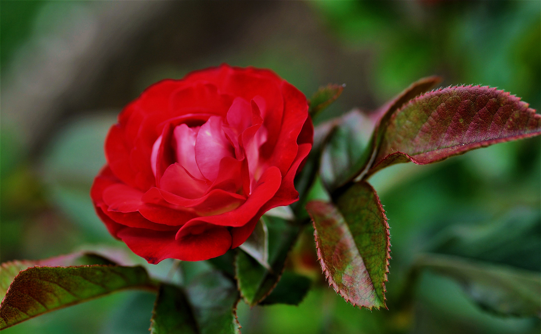 Rose der Einheit 