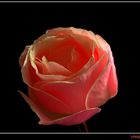 Rose, der erste Versuch mit HDR und TM