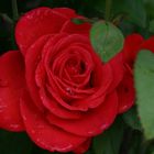 Rose der Liebe