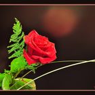 Rose der Liebe