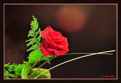 Rose der Liebe