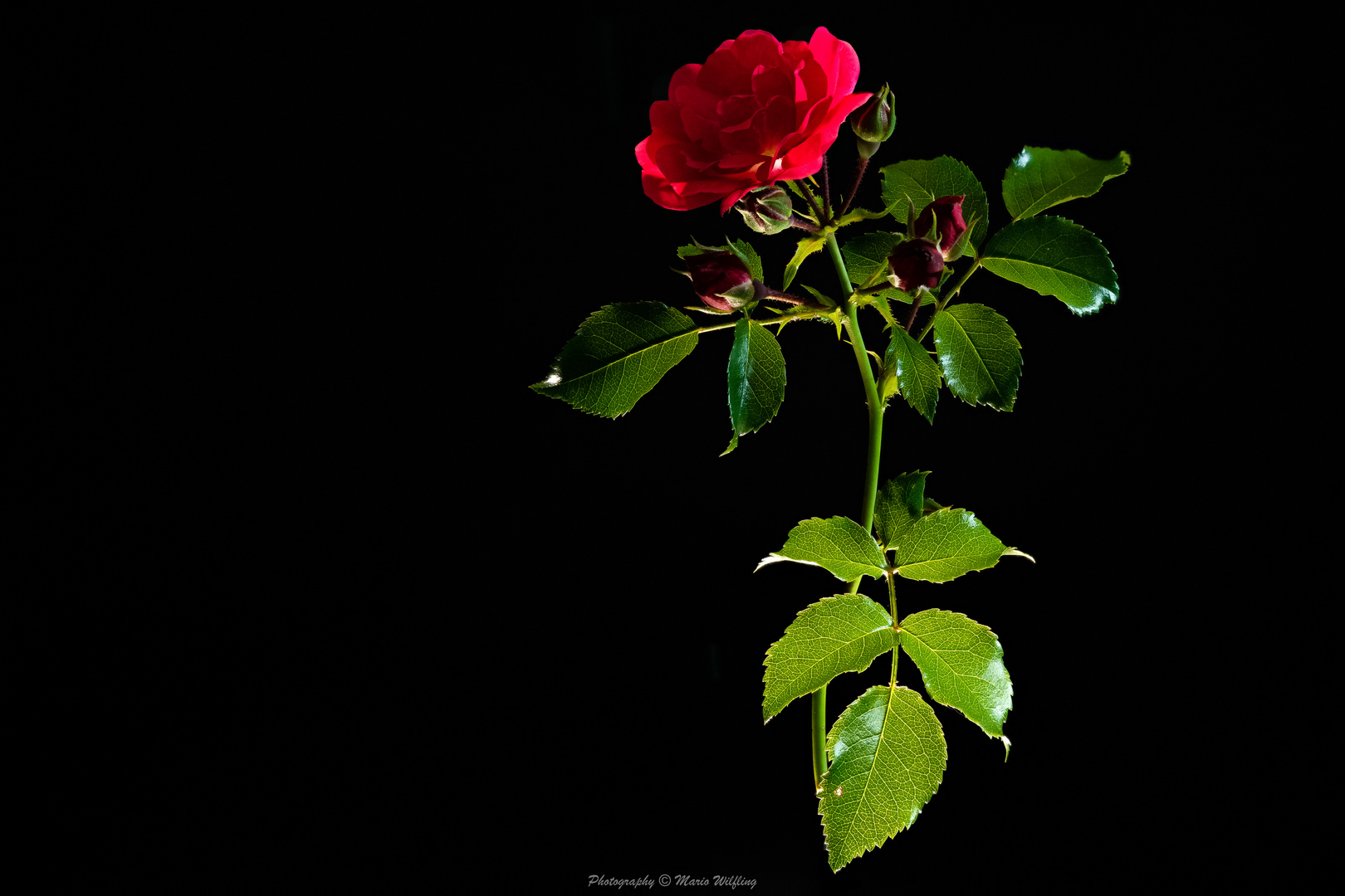 Rose der Nacht