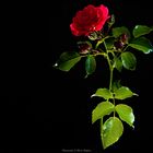 Rose der Nacht