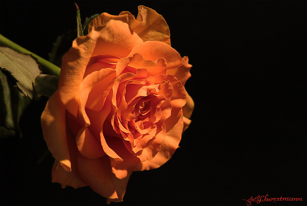 Rose der Nacht...