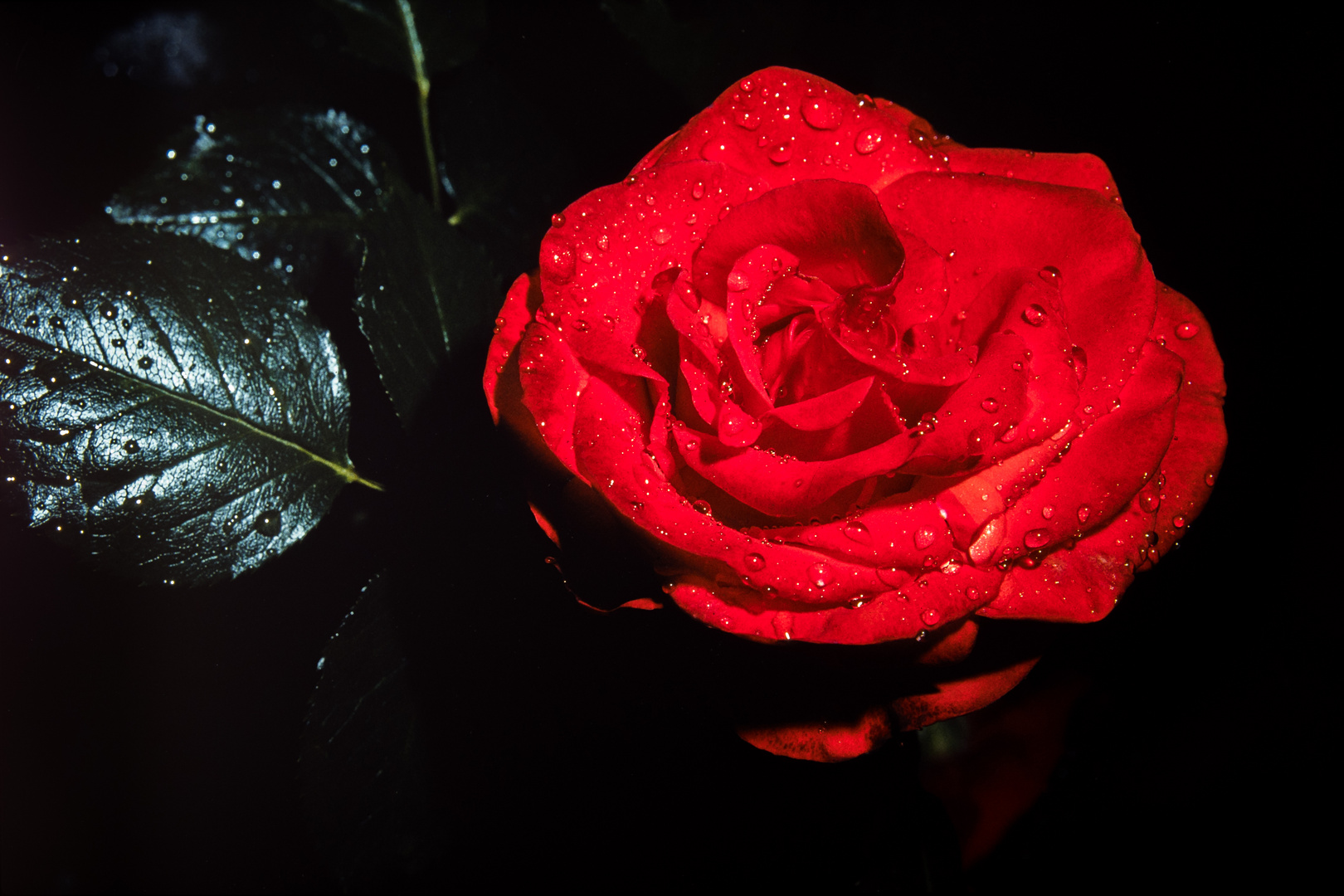 Rose der Nacht