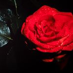 Rose der Nacht