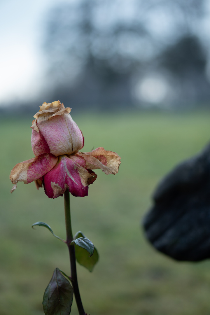 Rose der Vergänglichkeit *Nahaufnahme