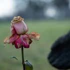 Rose der Vergänglichkeit *Nahaufnahme