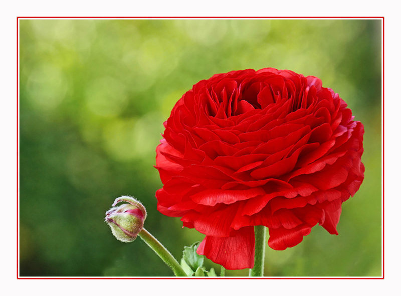 Rose des Frühlings in der Farbe R O T