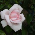 Rose des Lebens