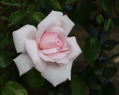 Rose des Lebens