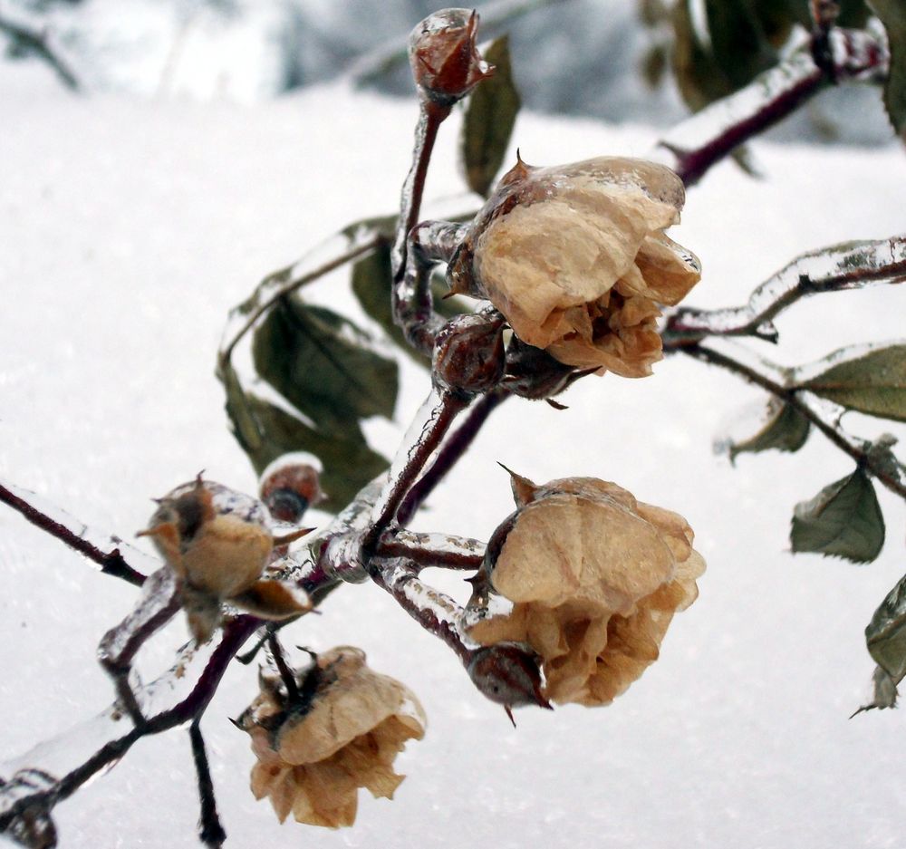 Rose des letzten Sommers