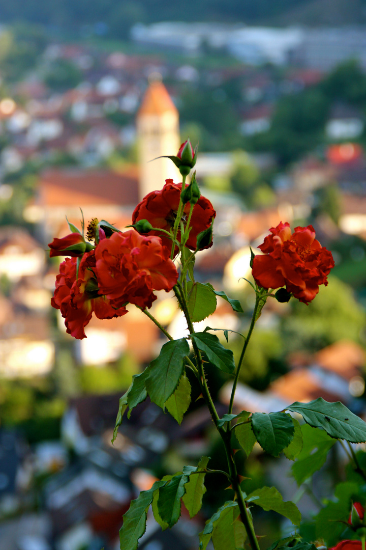 Rose des Murgtals