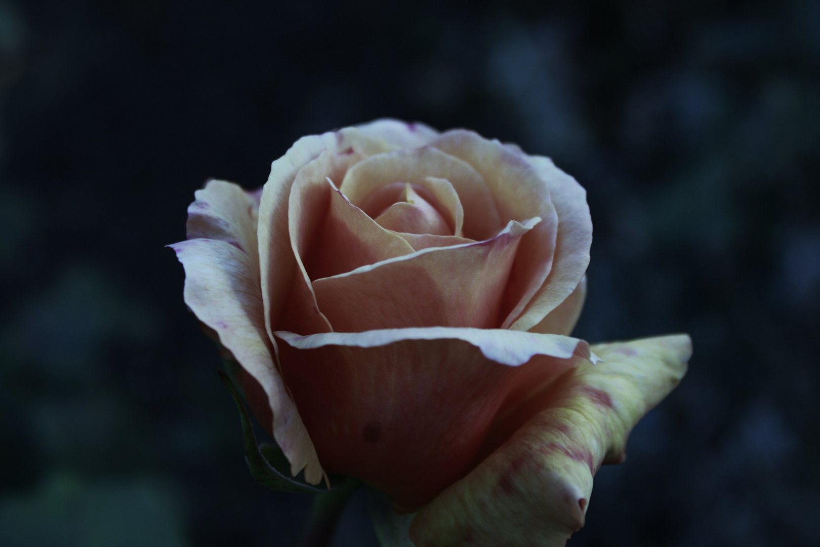 Rose des Winters