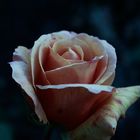 Rose des Winters