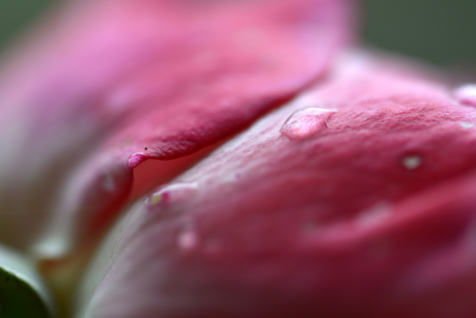 Rose - Detail - 1
