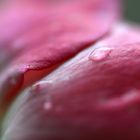 Rose - Detail - 1