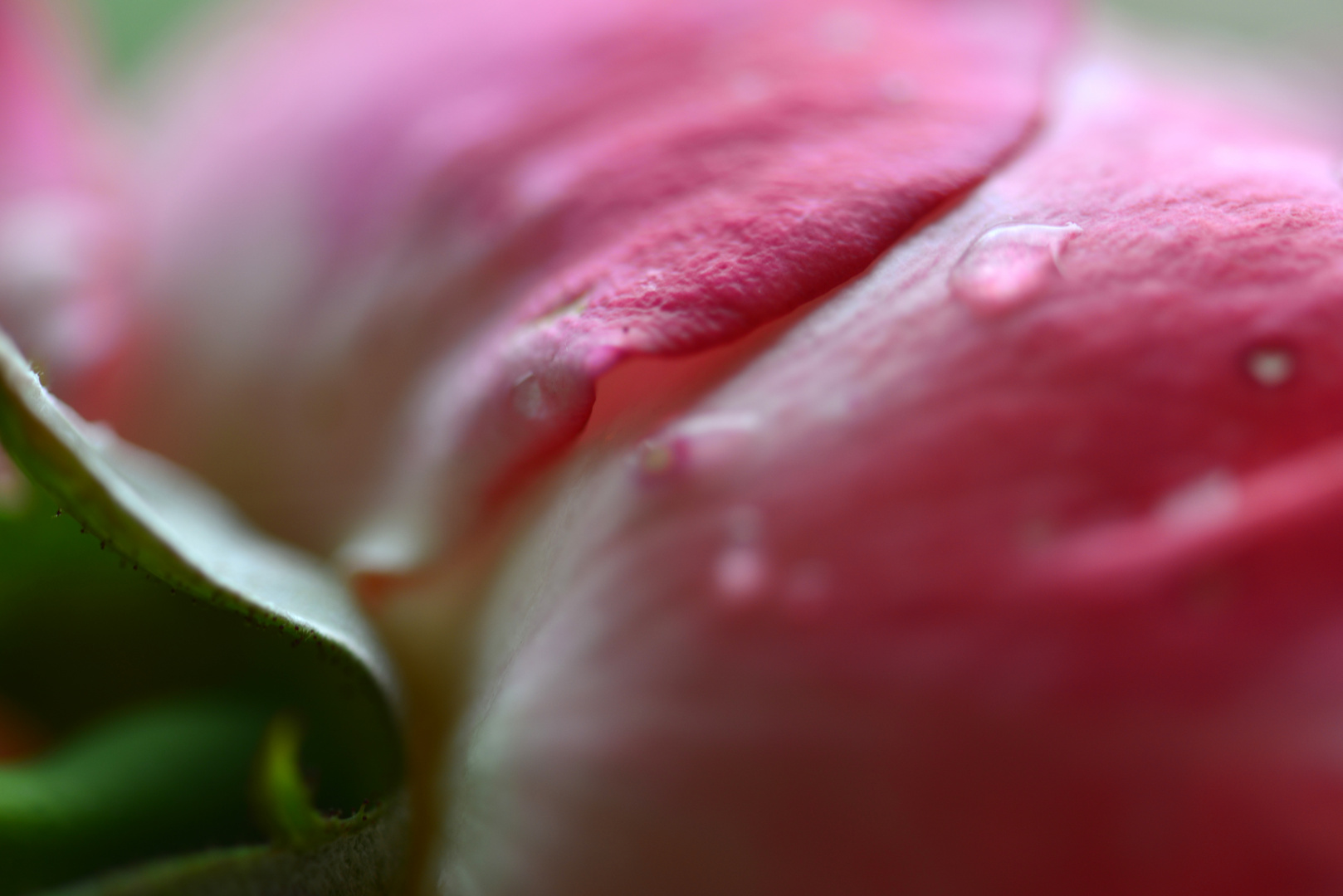 Rose - Detail - 2