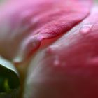 Rose - Detail - 2