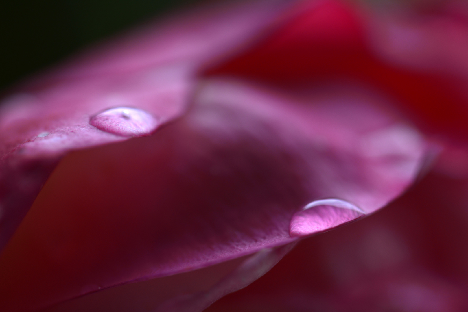 Rose - Detail - 6